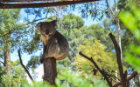 Koala in Healesville, Australia - Photo by Gianna Razza (Aerospace Engineering)