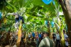 UB students visit a Del Monte banana plantation as part of their trip to Costa Rica, where they learned about fruit management.