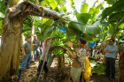 A worker cuts some bananas from a tree at the Del Monte banana plantation. The worker on the right is holding a pad that is placed between the bunches of bananas to prevent damage as they are transported back to the plant for processing.