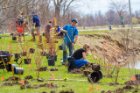 A team of 50 volunteers gathered in April to begin a shoreline restoration project on the northern end of Lake LaSalle on UB's North Campus. Photo: Douglas Levere