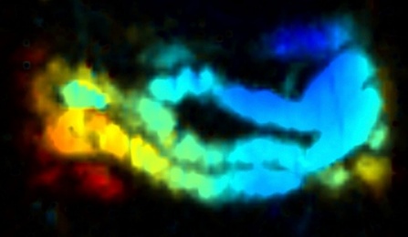The combination of "nanojuice" and photoacoustic tomography illuminates the intestine of a mouse. (Credit: Jonathan Lovell). 
