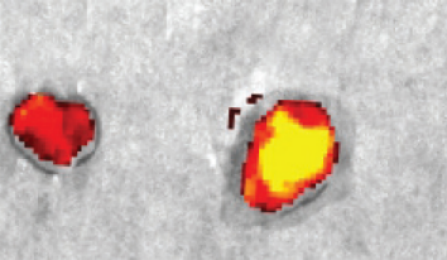 Nanoballoons image. 