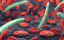 3D illustration of blood cells, plasmodium causing malaria illness. 