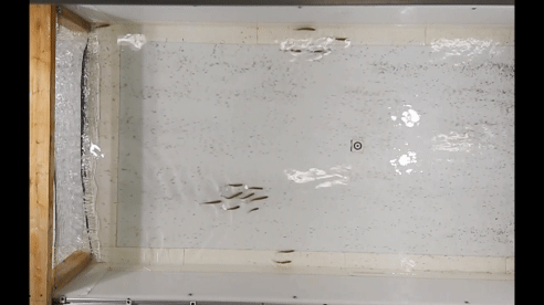 Animated gif of emerald shiners joining together in a school to move upstream within an experimental flume.