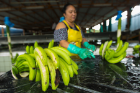 A Del Monte worker inspects bunches of bananas for quality. Blemished fruit, such as the bunch seen here, is mashed and used for baby food.
