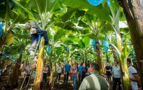 Undergraduate students in Costa Rica witness a banana harvest. 