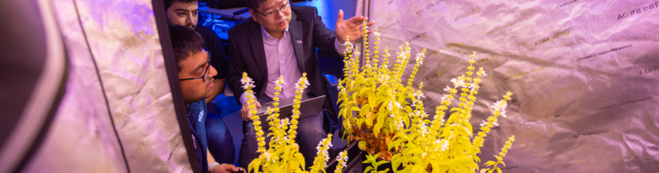 three researchers discuss plants inside of a small covered space. Artificial lights shine on the plants below. The plants are connected to several boxes by tubes. 