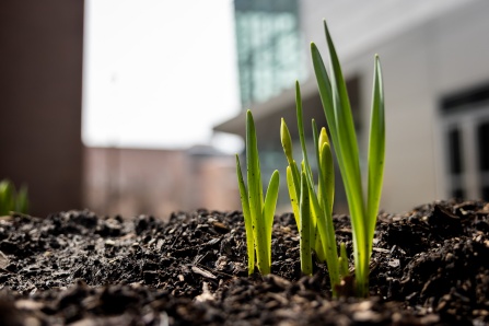 Flower buds sprout out of the dirt in the foreground. Davis Hall is in the background. 