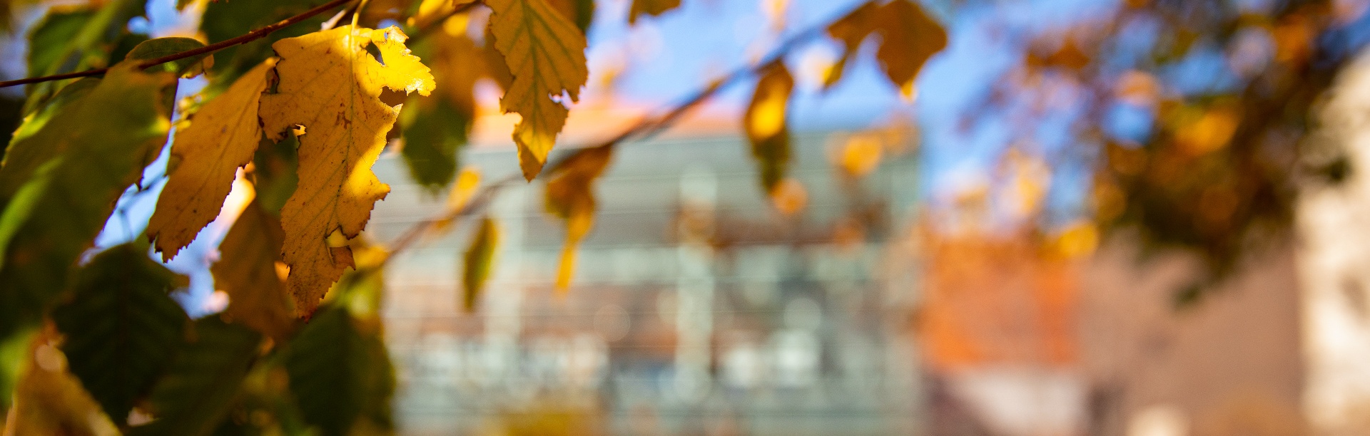 Fall leaves in front of Davis Hall. 