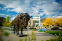 CFA with Bronze Buffalo.
