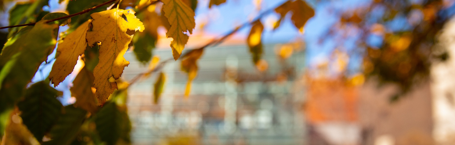 Fall leaves in front of Davis Hall.