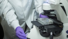A person in a lab coat and purple rubber gloves looks at slides under a microscope.