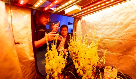 Jinjun Xiong works with others in a greenhouse space in his lab in Davis Hall in January 2024. 