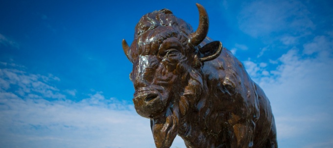 buffalo statue on campus. 